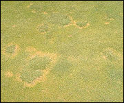 Summer patch of Poa annua