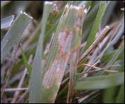 Foliar symptoms of brown patch