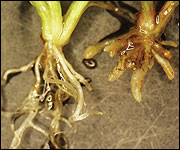Root system of bentgrass