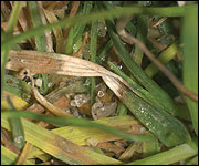 Foliar symptoms of dollar spot on creeping bentgrass.