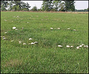 Large, showy mushrooms