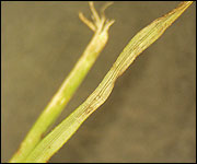 Foliar symptoms of gray leaf spot