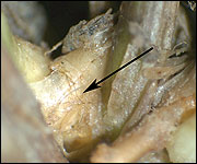 Hyphae of Rhizoctonia solani in leaf sheaths