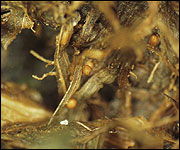 Bulbils of Rhizoctonia zeae