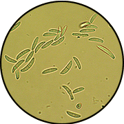 Conidia of Microdochium nivale