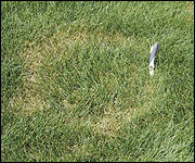 Light yellow to straw-colored rings or frogeyes in the turf area