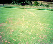 Spread of Pythium foliar blight in direction of water