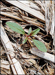 Close-up of a waterhemp seedling