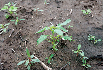 Waterhemp plants have hairless stems