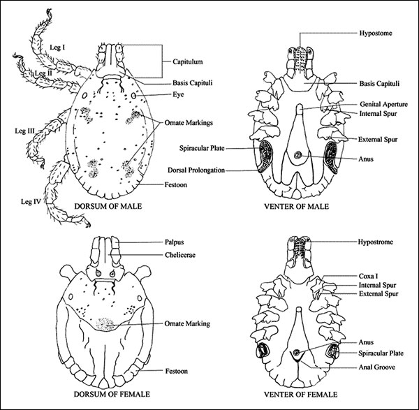 Key physical features