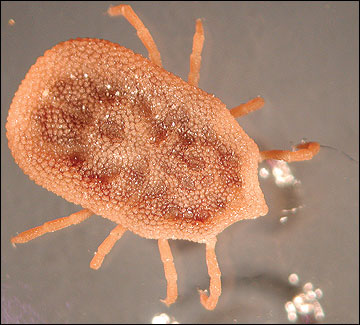 A typical soft tick