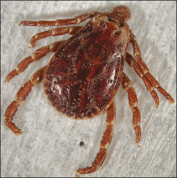 A typical hard tick