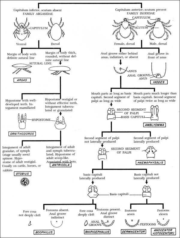 Identification key