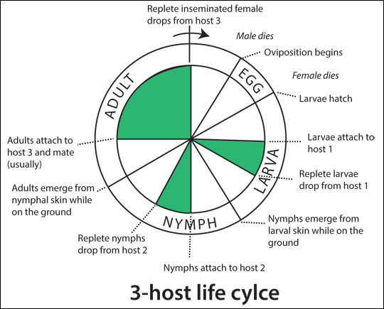 Common life cycle of hard ticks