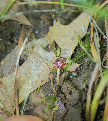 Ticks find shelter at the surface of the soil