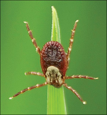 Ticks may use an ambush strategy