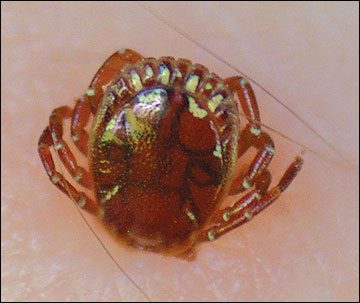 Hard ticks attach to skin of hosts by cutting a hole in the skin