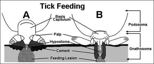 Diagram of tick mouthparts attached to the skin of the host