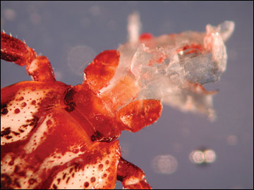 Skin tissues attached to the hypostome of a tick removed from a host