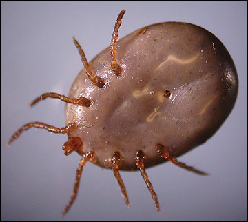Engorged hard ticks grow significantly in size and weight