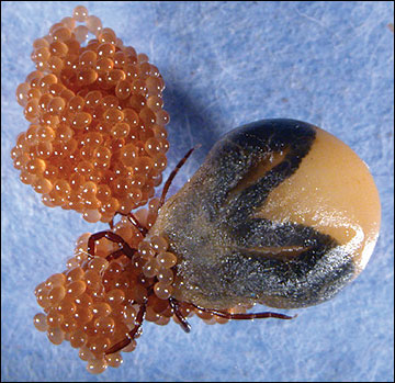 Female engorged hard ticks lay large batches of 2,000 to 8,000 eggs