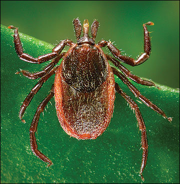 Adult female blacklegged tick