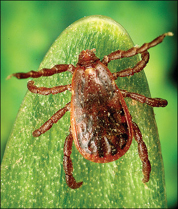 Adult male brown dog tick