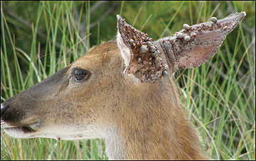 Deer can harbor hundreds of engorged ticks behind their ears