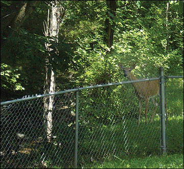 Deer thrive in areas of bush honeysuckle