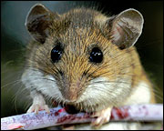 The white-footed mouse