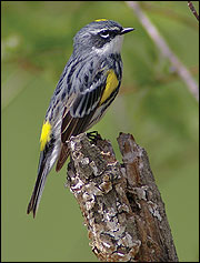 Birds may serve as hosts to immature ticks