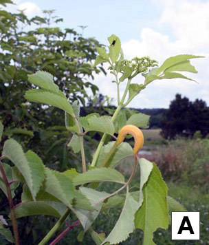Symptoms of rust on petioles of an elderberry plant.