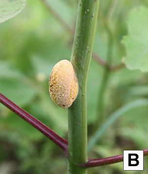 Symptoms of rust on stems of an elderberry plant.