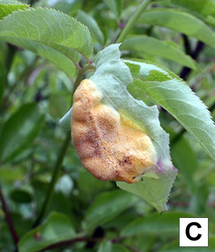 Symptoms of rust on a leaflet of an elderberry plant.