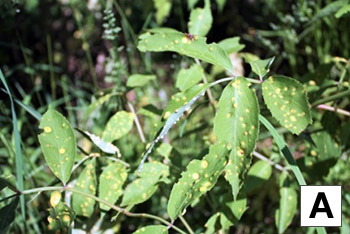 Gold-colored rust pustules on heavily infected elderberry leaflets.