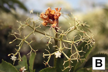 Flowers in a cyme covered in rust spores.