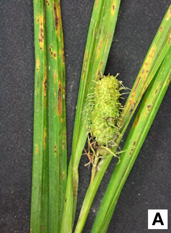 Frank’s sedge plant with elderberry rust spores.