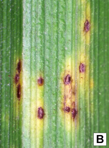 Enlarged section of sedge leaf with uredinia.