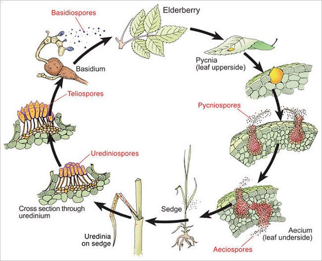 Disease cycle of elderberry rust on elderberry and sedge plants.