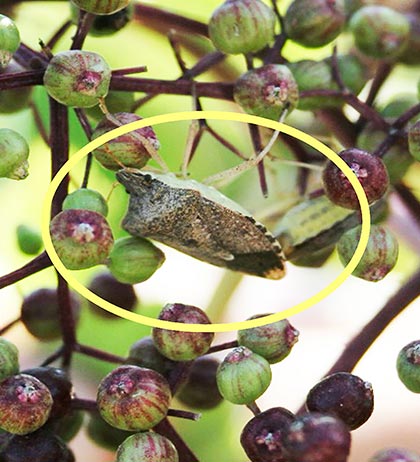 Stink bug feeding on an elderberry drupe.
