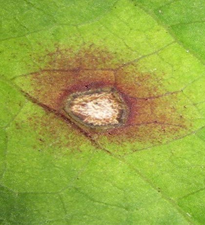 Alternaria sp. lesion on an elderberry leaflet at an early stage of infection.