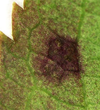 Colletotricum kahawae subspecies ciggaro lesion on elderberry leaflet.