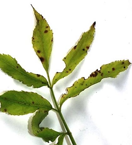 Colletotrichum acutatum disease symptoms on elderberry.