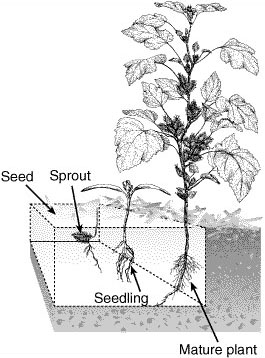 Development of the common cocklebur