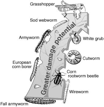 The potential for insect damage in no-till corn