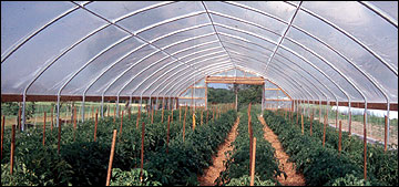 Tomatoes in a hoop house