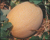 An early-season cucurbit