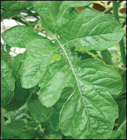 Watermelon leaves