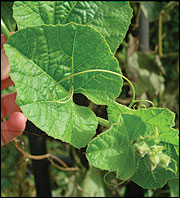 Muskmelon leaves