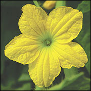 Melon flower